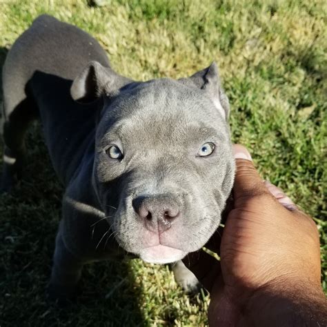 American bully for sale in ohio. Things To Know About American bully for sale in ohio. 